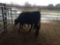 (2) BLACK BRED COWS, 2 TIMES THE MONEY MUST TAKE BOTH, COW TAG 360 2 MONTHS, COW TAG 359 2 MONTHS