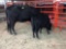 1 BLACK COW CALF PAIR, COW TAG 366, CALF TAG 25