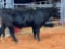 BLACK WEANED STEER, NO EAR TAG