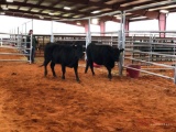 (2) BLACK OPEN HEIFERS(SOLD 2 times the money, must take all) Tag #438, tag#39