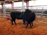 (2) BLACK OPEN HEIFERS(SOLD 2 times the money, must take all) Tag #443, tag 423