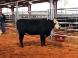 (4) BLACK WHITE FACE OPEN HEIFERS(SOLD 4 times the money, must take all) Tag #blank yellow, 399,