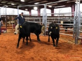 (3) BLACK WHITE FACE OPEN HEIFERS(SOLD 4 times the money, must take all) Tag #43, 578, 363
