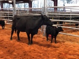 (3)BLACK AND BLACK WHITE FACE COW CALF PAIRS (2 times the money, must take both) Cow tags