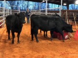 (3) BLACK BRED COWS(sells 3 times the money, must take all) #537 7 months #538 7 months #542 7
