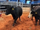 (2) BLACK BRED COWS(sells 2 times the money, must take all) #436 7 months #409 7 months