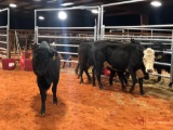 (4) BLACK AND BLACK WHITE FACE BRED COWS (sells 4 times the money, must take all) #370 2 months #550