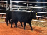 (2) BLACK WEANED OPEN HEIFERS #569, 579(2 times the money, must take both)