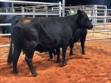 (2) BLACK AND BLACK WHITE FACE BRED COWS(sells 2 times the money, must take both) #390 2 months #421