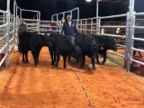 4 BLACK OPEN HEIFERS(sells 4 times the money) #566, 567, 575, 574