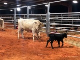 2 CHAROLAIS CROSS COW CALF PAIRS (Sells 2 times the money, must take both) COW #, 386, 419 Calf #