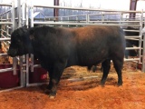 PURE BRED ANGUS BULL(5053), ABBA CERTIFIED NO 953557 NAME: BRIT TRACTION, COLOR: GRAY, REG NO.
