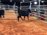 (3) BLACK OPEN COWS(sells 3 times the money, must take all) Cow#447,553,351