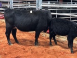 BLACK WHITE FACE 3-IN-1 PAIR, BRED BACK 2 MONTHS COW#305 Calf#41