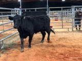 BLACK OPEN COW COW#499