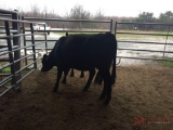 (2) BLACK BRED COWS, 2 TIMES THE MONEY MUST TAKE BOTH, COW TAG 360 2 MONTHS, COW TAG 359 2 MONTHS