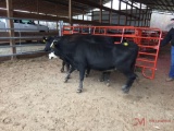 (3) BLACK AND BLACK WHITE FACE BRED COWS, 3 TIMES THE MONEY MUST TAKE ALL, COW TAG 316 2 MONTHS, COW