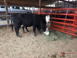 (2) BLACK WHITE FACE BRED COWS, 2 TIMES THE MONEY MUST TAKE BOTH, COW TAG NUMBER 318 5 MONTHS, COW