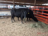 (2) BLACK BRED COWS, 2 TIMES THE MONEY MUST TAKE BOTH, COW TAG 358 6 MONTHS, COW TAG 326 5 MONTHS