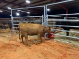 RED COW, 6 MNTGS BRED, TAG 540
