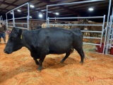 BLACK COW, 6 MNTHS BRED