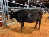 BLACK OPEN COW, TAG 315
