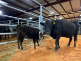BLACK COW/CALF PAIR, TAG 398, TAG 31
