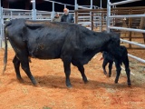 BLACK COW/CALF PAIR, TAG 426, TAG 426A