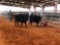 (2) BLACK OPEN HEIFERS(SOLD 2 times the money, must take all) Tag #438, tag#39