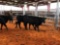 (4) BLACK OPEN HEIFERS(SOLD 4 times the money, most take all) tag#563, 570, 568, 404