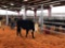 (2) BLACK WHOTE FACE OPEN HEIFERS(SOLD 4 times the money, must take all) Tag #Blank yellow, 427