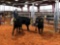 (3) BLACK WHITE FACE OPEN HEIFERS(SOLD 4 times the money, must take all) Tag #43, 578, 363