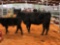 BLACK COW CALF PAIR Cow tag 372 Bull Calf tag 29