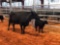 (3)BLACK AND BLACK WHITE FACE COW CALF PAIRS (2 times the money, must take both) Cow tags