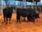 (3) BLACK BRED COWS(sells 3 times the money, must take all) #537 7 months #538 7 months #542 7