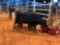 (3) BLACK BRED COWS(sells 3 times the money, must take all) #396 6 months #422 6 months #442 5