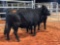 (2) BLACK AND BLACK WHITE FACE BRED COWS(sells 2 times the money, must take both) #390 2 months #421