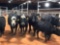 (4) BLACK AND BLACK WHITE FACE COW CALF PAIRS(sells 4 times the money Cow-#352, 339, 361, 324 Calf#