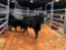 (2) BLACK COW CALF PAIRS,(sells 2 times the money, must take both) Cow#345,336 Calf#50, 29