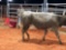 CHAROLAIS CROSS COW CALF PAIR COW#349 Calf#41