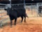 BLACK OPEN COW COW#499