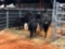 (2) BLACK AND BLACK WHITE FACE COW CALF PAIRS (sells 2 times the money, must take both) Cow#380,387