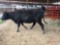 BLACK COW AND CALF PAIR, COW TAG 342, CALF TAG 24
