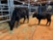 BLACK COW/CALF PAIR, COW TAG 303 CALF TAG 35
