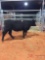 BLACK WEINED OPEN HEIFER, EAR TAG 576