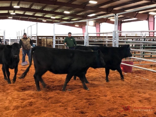 (4) BLACK OPEN HEIFERS(SOLD 4 times the money, must take all) Tag #564, tag#437, tag#561, 551