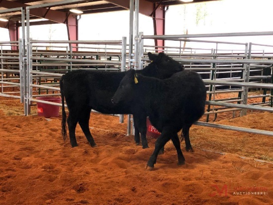(2) BLACK OPEN HEIFERS(SOLD 2 times the money, must take all) Tag #443, tag 423