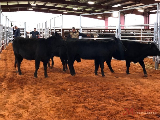 (4) BLACK OPEN HEIFERS(SOLD 4 times the money, must take all) Tag #415, 560, 330, 13