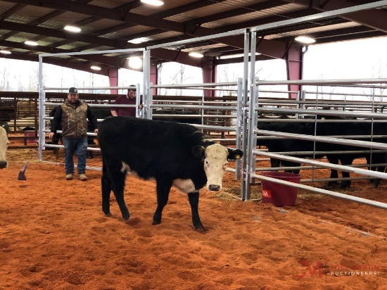 (2) BLACK WHOTE FACE OPEN HEIFERS(SOLD 4 times the money, must take all) Tag #Blank yellow, 427