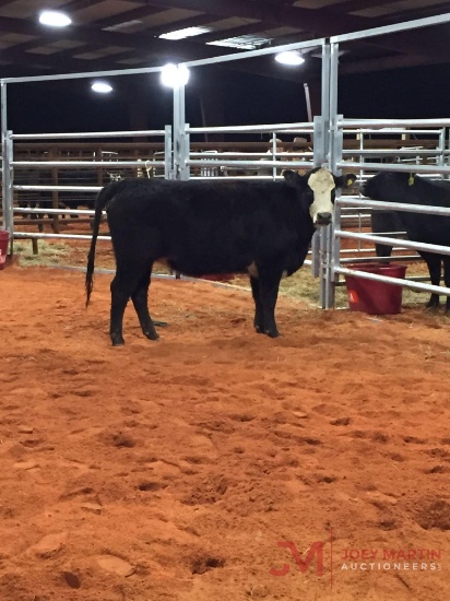 (2) BLACK WHITE FACE OPEN HEIFERS, (sells 2 times the money, must take both #392, yellow blank tag